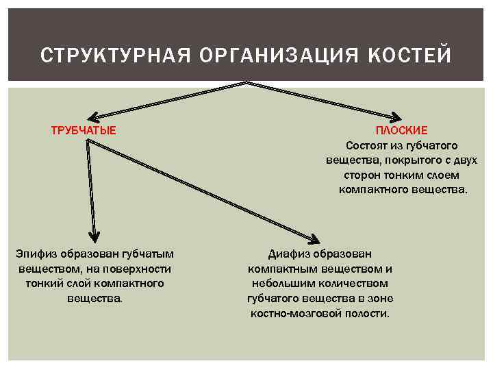 СТРУКТУРНАЯ ОРГАНИЗАЦИЯ КОСТЕЙ ТРУБЧАТЫЕ Эпифиз образован губчатым веществом, на поверхности тонкий слой компактного вещества.