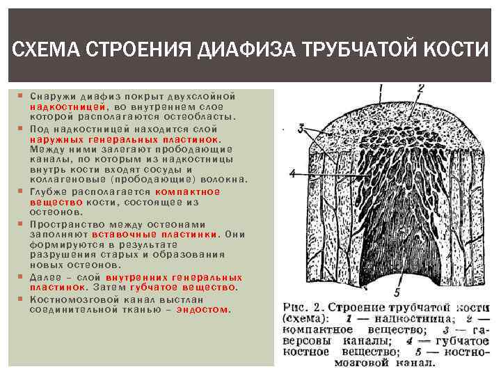 СХЕМА СТРОЕНИЯ ДИАФИЗА ТРУБЧАТОЙ КОСТИ Снаружи диафиз покрыт двухслойной на дкостницей , во внутреннем