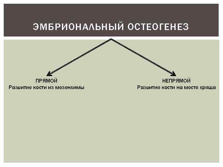 ЭМБРИОНАЛЬНЫЙ ОСТЕОГЕНЕЗ ПРЯМОЙ Развитие кости из мезенхимы НЕПРЯМОЙ Развитие кости на месте хряща 