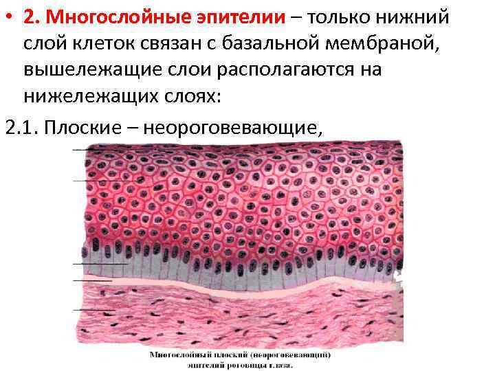  • 2. Многослойные эпителии – только нижний слой клеток связан с базальной мембраной,