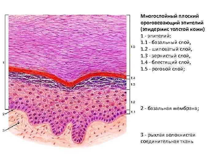 Многослойный плоский ороговевающий эпителий (эпидермис толстой кожи) 1 - эпителий: 1. 1 - базальный