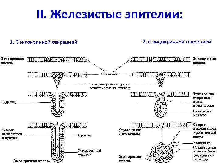 II. Железистые эпителии: 1. С экзокринной секрецией 2. С эндокринной секрецией 