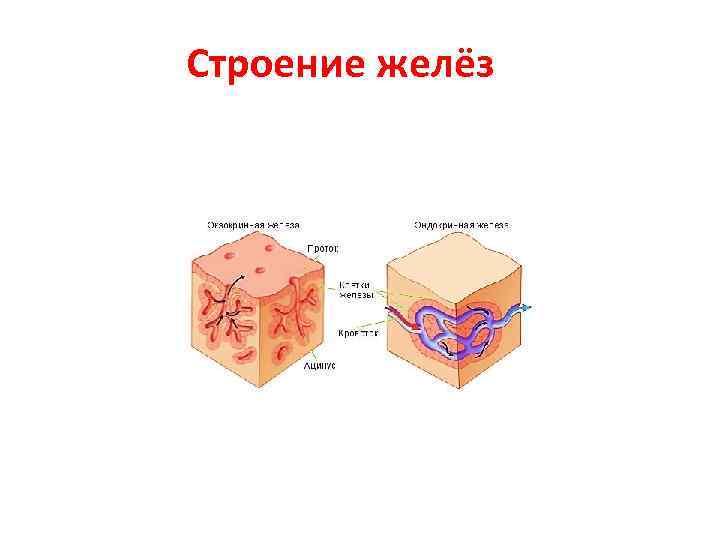 Строение желёз 