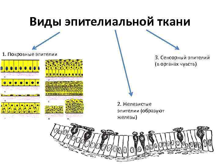 Виды эпителиальной ткани 1. Покровные эпителии 3. Сенсорный эпителий (в органах чувств) 2. Железистые