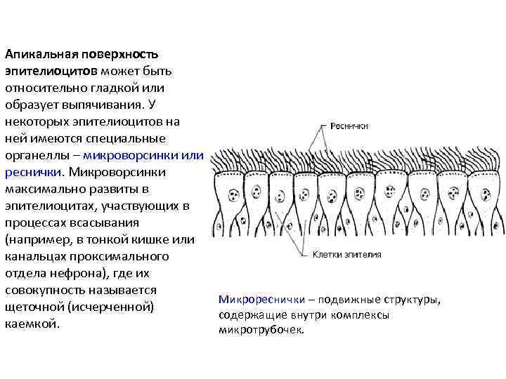 Апикальная поверхность эпителиоцитов может быть относительно гладкой или образует выпячивания. У некоторых эпителиоцитов на