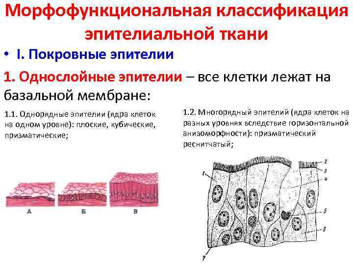 Морфофункциональная классификация эпителиальной ткани • I. Покровные эпителии 1. Однослойные эпителии – все клетки