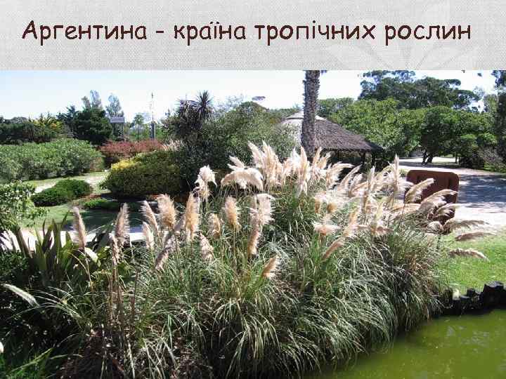 Аргентина - країна тропічних рослин 