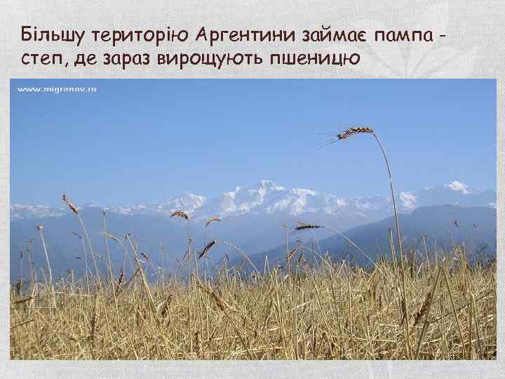 Більшу територію Аргентини займає пампа степ, де зараз вирощують пшеницю 
