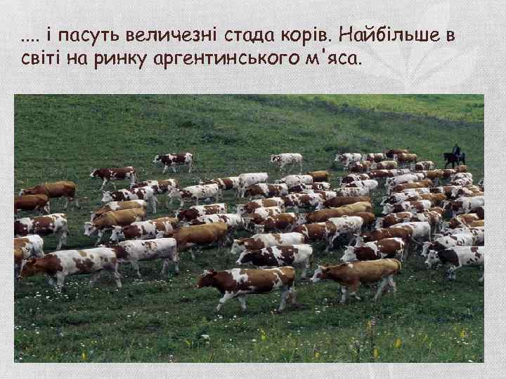 . . і пасуть величезні стада корів. Найбільше в світі на ринку аргентинського м'яса.
