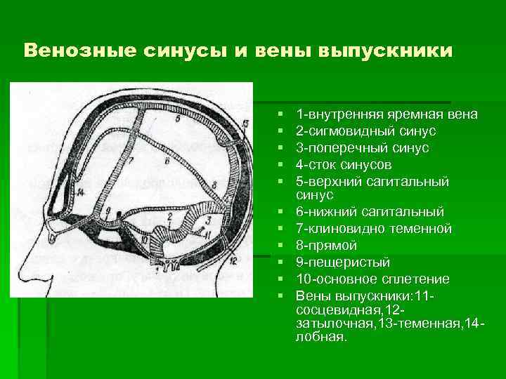 Венозный в черепе. Венозные синусы. Сигмовидный венозный синус. Венозные выпускники эмиссарии и диплоические вены. Топография венозных выпускников.