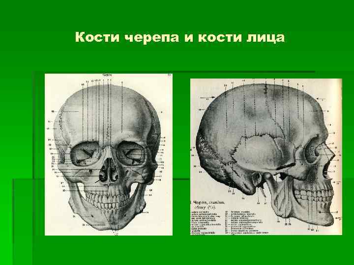 Кости лица фото с описанием и схемами