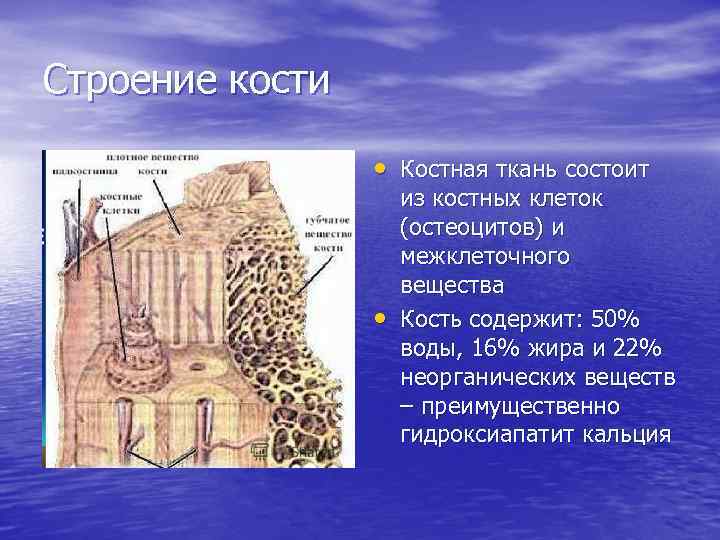 Костная ткань рисунок