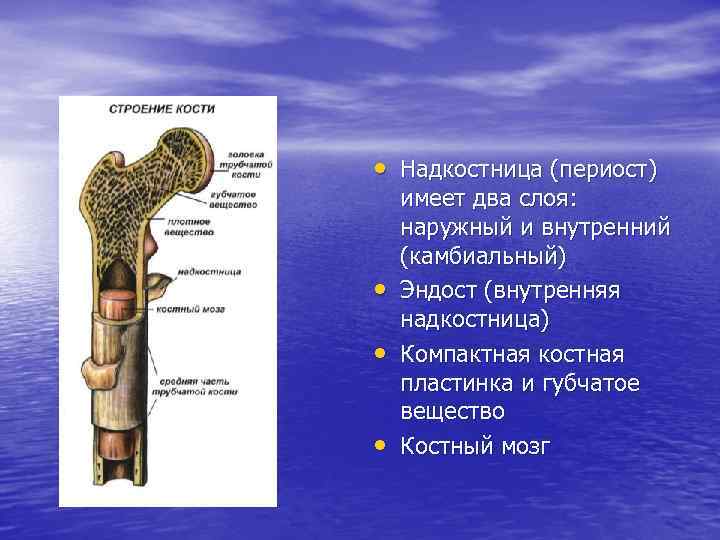 Общий план строения кости как органа