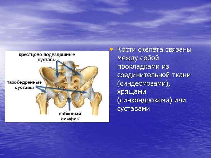  • Кости скелета связаны между собой прокладками из соединительной ткани (синдесмозами), хрящами (синхондрозами)