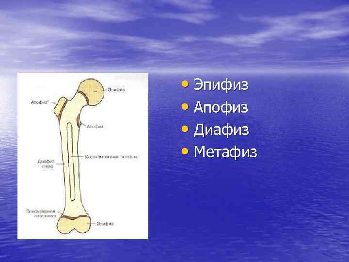 Эпифиз на картинке