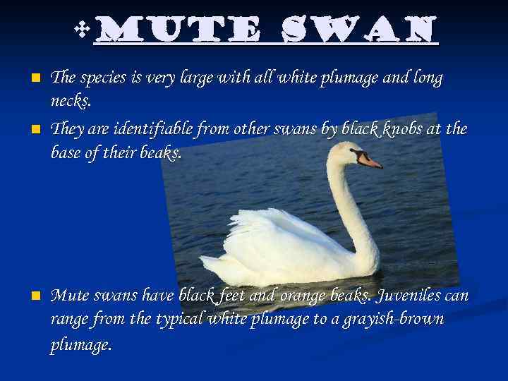  • Mute Swan n The species is very large with all white plumage