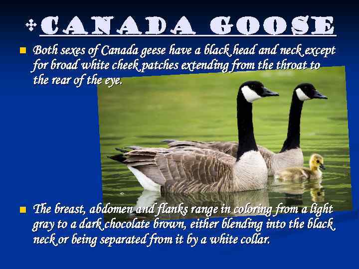  • Canada Goose n Both sexes of Canada geese have a black head