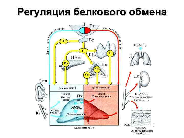 Регуляция белкового обмена 