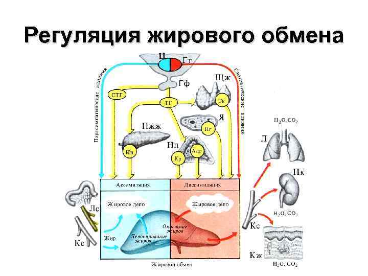 Регуляция жирового обмена 