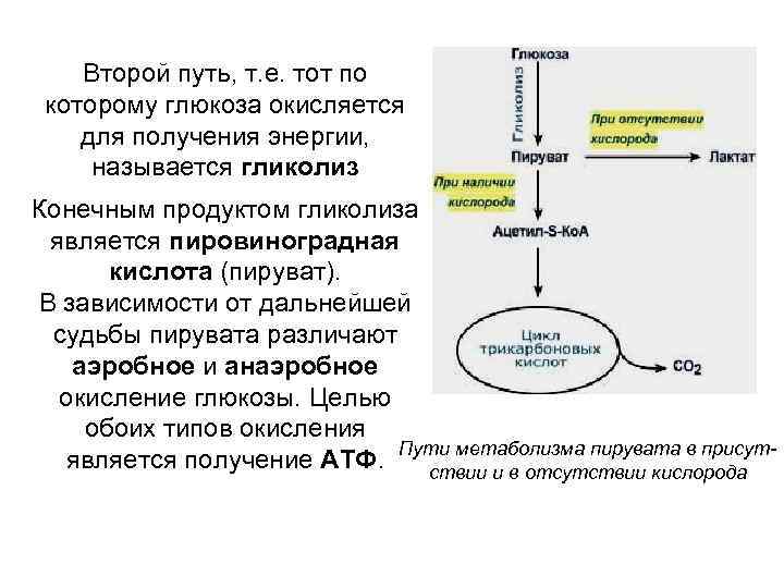 Второй путь, т. е. тот по которому глюкоза окисляется для получения энергии, называется гликолиз