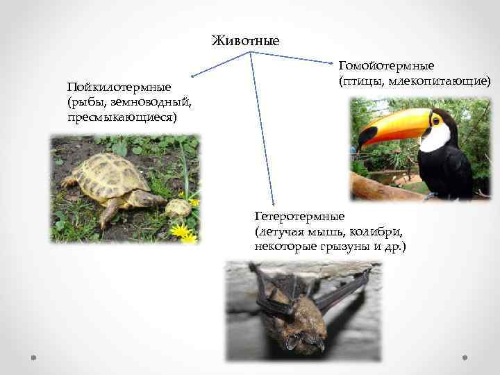 Животные Пойкилотермные (рыбы, земноводный, пресмыкающиеся) Гомойотермные (птицы, млекопитающие) Гетеротермные (летучая мышь, колибри, некоторые грызуны