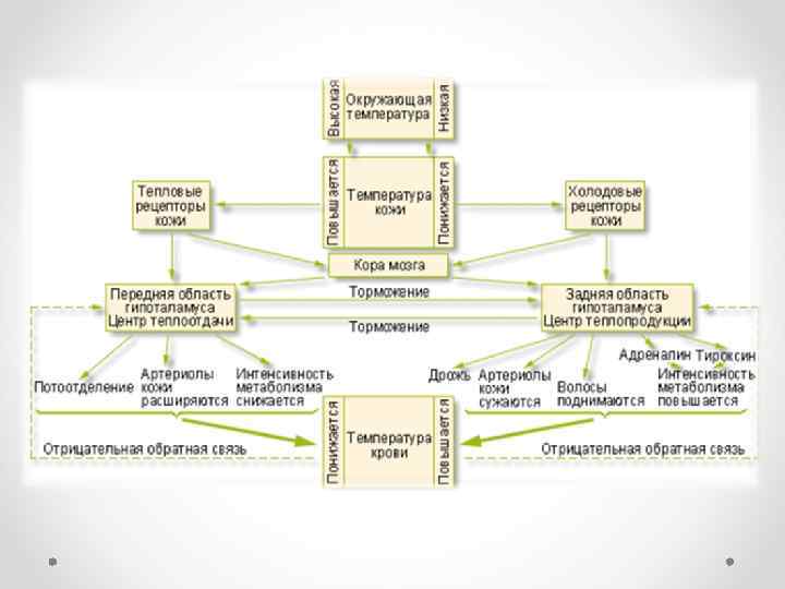 Обмен веществ адаптация. Схема регуляции температуры тела. Схема процессов терморегуляции. Схема терморегуляции человека. Терморегуляция организма человека схема.