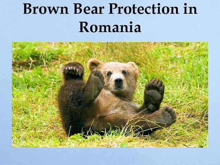 Brown Bear Protection in Romania 