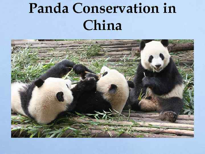 Panda Conservation in China 