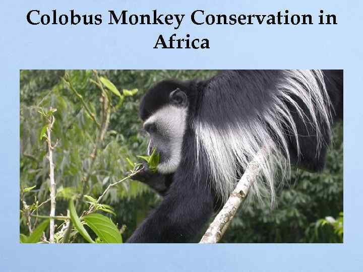 Colobus Monkey Conservation in Africa 
