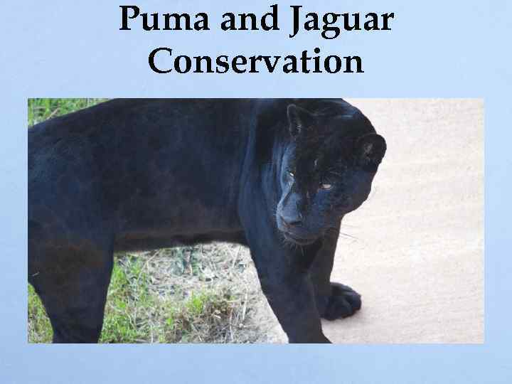 Puma and Jaguar Conservation 