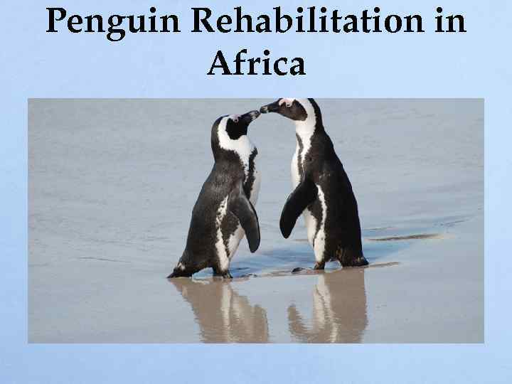 Penguin Rehabilitation in Africa 