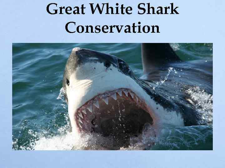 Great White Shark Conservation 