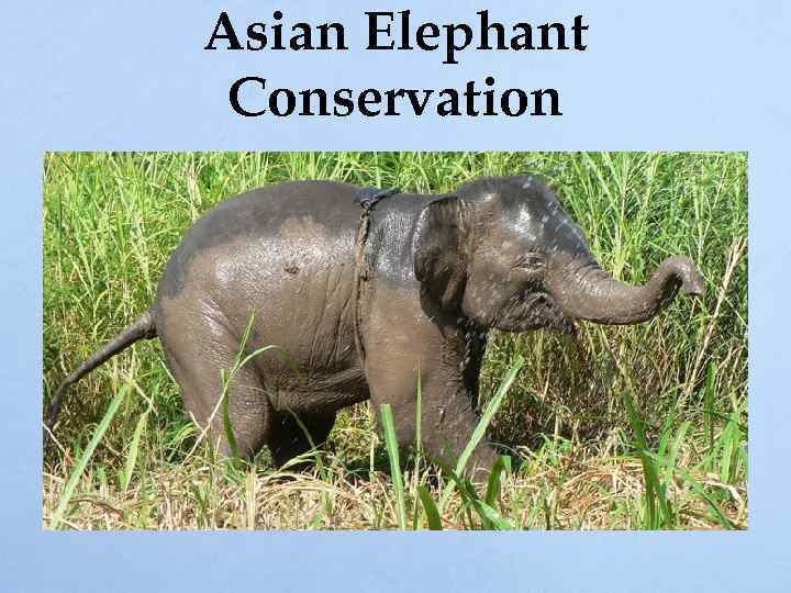 Asian Elephant Conservation 