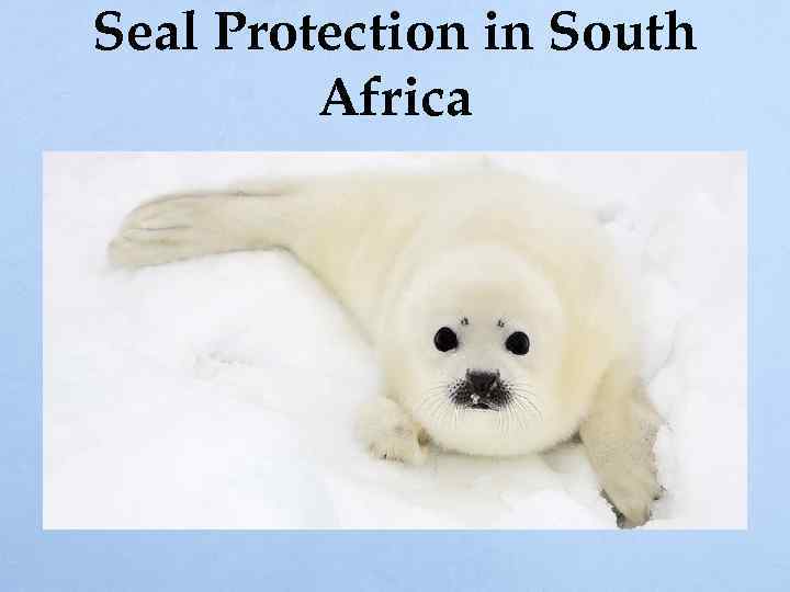 Seal Protection in South Africa 