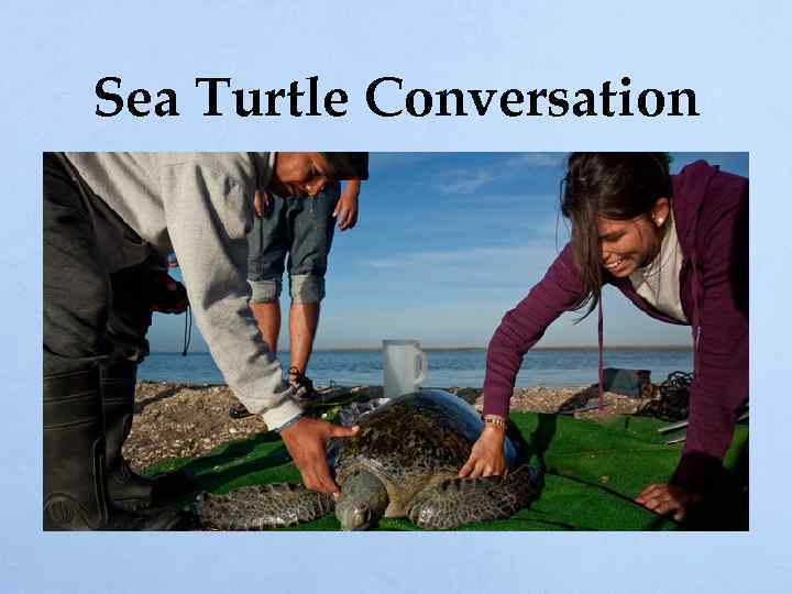 Sea Turtle Conversation 
