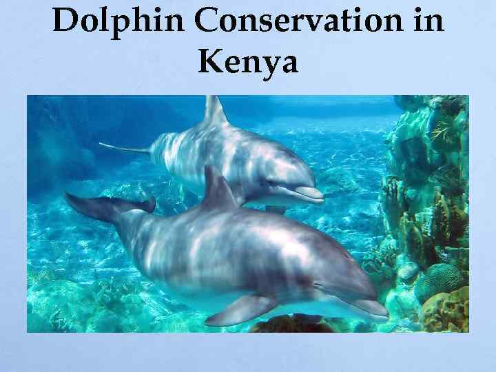 Dolphin Conservation in Kenya 