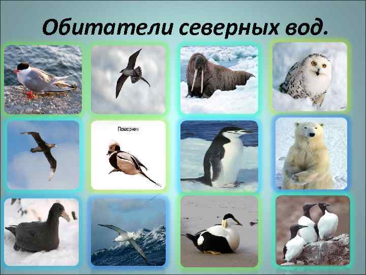 Обитатели северных вод. 