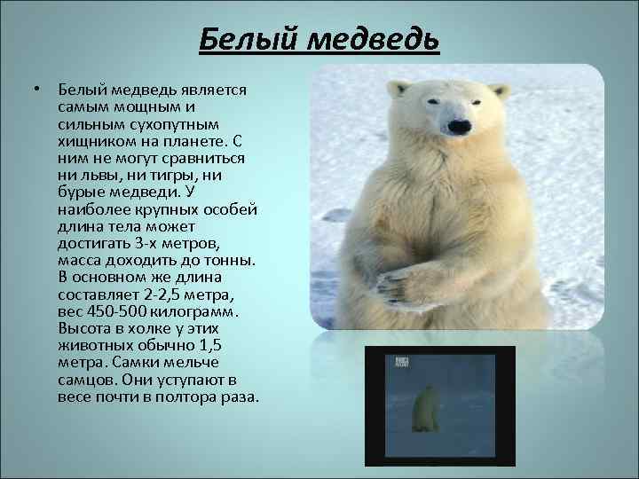 Белый медведь • Белый медведь является самым мощным и сильным сухопутным хищником на планете.