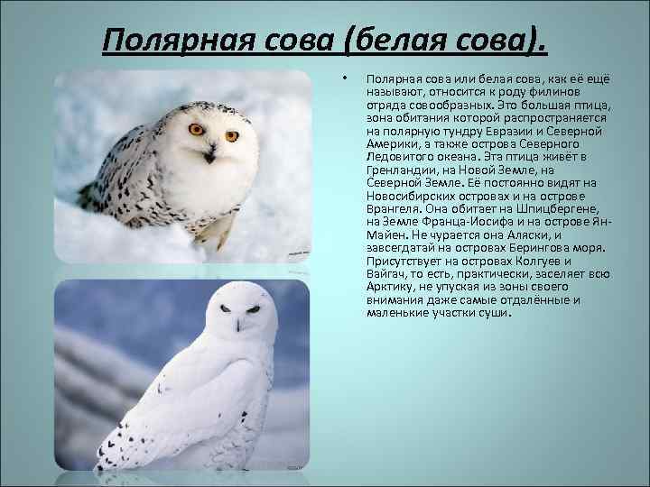 Полярная сова (белая сова). • Полярная сова или белая сова, как её ещё называют,