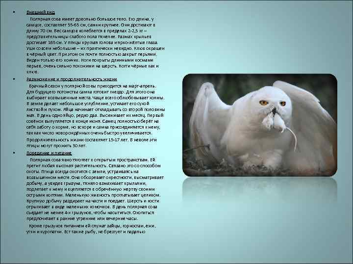  • Внешний вид Полярная сова имеет довольно большое тело. Его длина, у самцов,