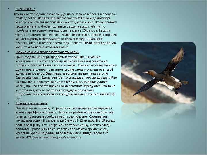  • Внешний вид Птица имеет средние размеры. Длина её тела колеблется в пределах