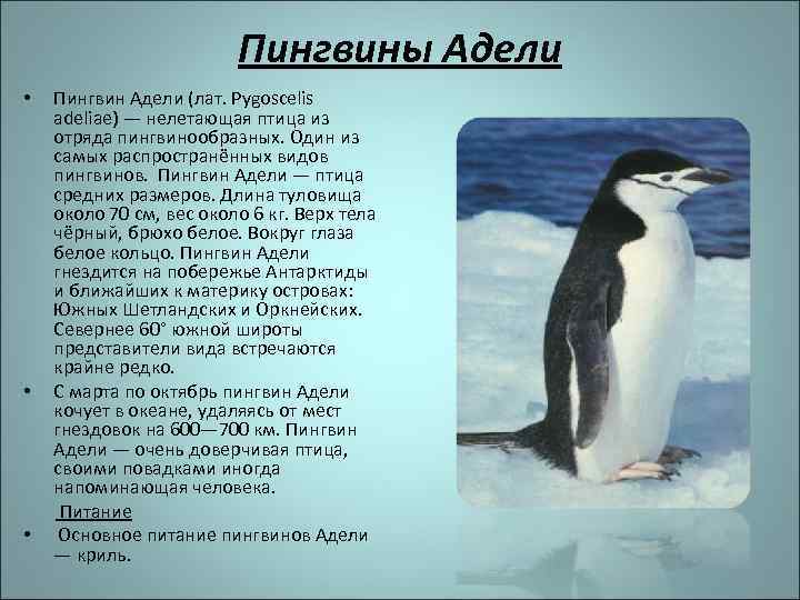 Рассказ про пингвина 1 класс. Пингвин Адели описание. Пингвин Адели интересные факты. Пингвины Адели краткое описание. Пингвин Адели сообщение.