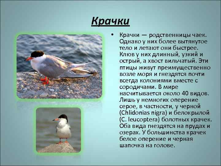 Крачки • Крачки — родственницы чаек. Однако у них более вытянутое тело и летают