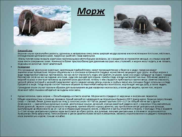 Морж Внешний вид Верхние клыки чрезвычайно развиты, удлинены и направлены вниз; очень широкая морда
