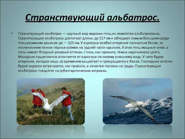 Странствующий альбатрос. • Странствующий альбатрос — крупный вид морских птиц из семейства альбатросовых. Странствующие