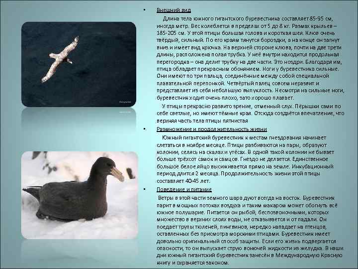  • Внешний вид Длина тела южного гигантского буревестника составляет 85 -95 см, иногда