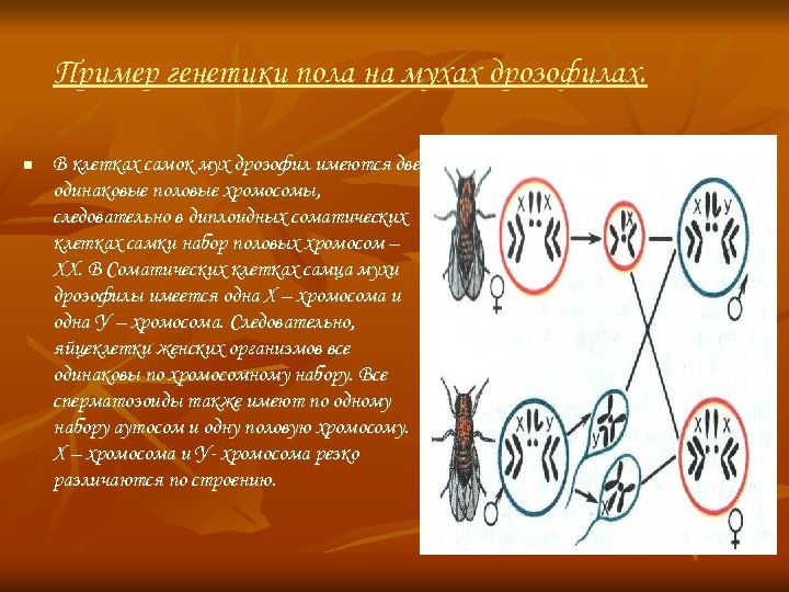 Рассмотрите рисунок на котором представлена схема хромосомной дифференциации пола у дрозофил