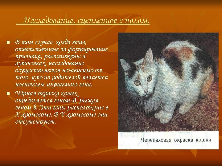 Наследование, сцепленное с полом. n n В том случае, когда гены, ответственные за формирование