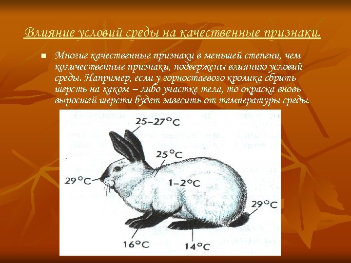 Рассмотрите рисунок объясните от чего зависит развитие черной окраски шерсти у горностаевого кролика