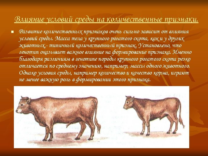 Влияние условий среды на количественные признаки. n Развитие количественных признаков очень сильно зависит от